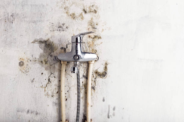 Best Certified Mold Removal  in Alliance, NE