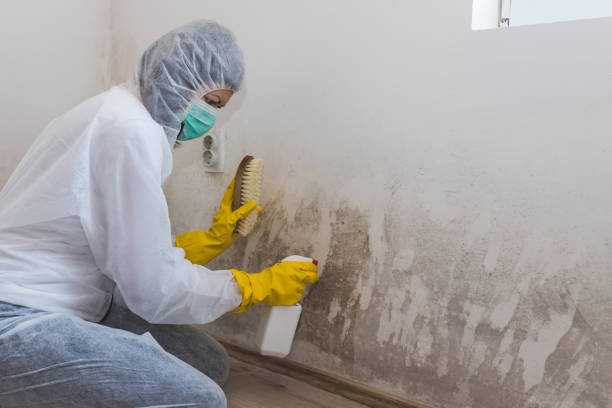 Best Residential Mold Removal  in Alliance, NE